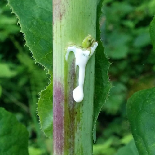 wild lettuce opium lactuca virosa lactucarium